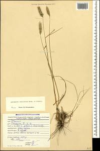 Agropyron cristatum (L.) Gaertn., Caucasus, Georgia (K4) (Georgia)