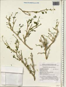 Tetraena dumosa (Boiss.) Beier & Thulin, South Asia, South Asia (Asia outside ex-Soviet states and Mongolia) (ASIA) (Israel)