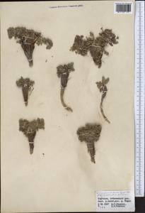 Dimorphosciadium gayoides (Regel & Schmalh.) Pimenov, Middle Asia, Northern & Central Tian Shan (M4) (Kyrgyzstan)