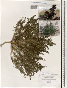 Salsola tragus L., Mongolia (MONG) (Mongolia)