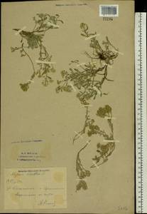 Odontarrhena tortuosa subsp. tortuosa, Eastern Europe, Eastern region (E10) (Russia)