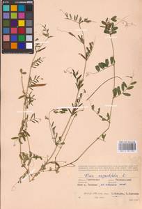 Vicia sativa subsp. nigra (L.)Ehrh., Eastern Europe, Western region (E3) (Russia)