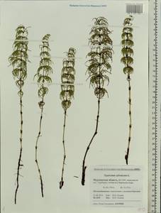 Equisetum sylvaticum L., Eastern Europe, Northern region (E1) (Russia)