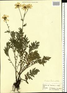 Tanacetum corymbosum subsp. corymbosum, Eastern Europe, West Ukrainian region (E13) (Ukraine)