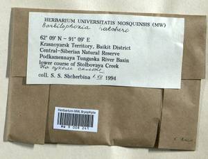 Barbilophozia hatcheri (A. Evans) Loeske, Bryophytes, Bryophytes - Krasnoyarsk Krai, Tyva & Khakassia (B17) (Russia)