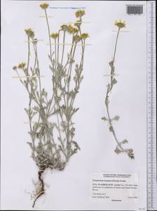 Eriophyllum lanatum (Pursh) Forbes, America (AMER) (United States)