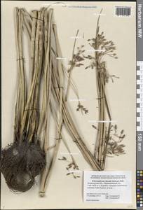 Schoenoplectus litoralis (Schrad.) Palla, Eastern Europe, Lower Volga region (E9) (Russia)
