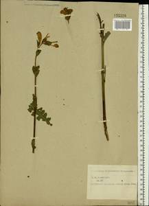 Pedicularis sceptrum-carolinum L., Eastern Europe, Central region (E4) (Russia)