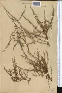 Rochelia sessiliflora (Boiss.) Khoshsokhan & Kaz. Osaloo, Middle Asia, Western Tian Shan & Karatau (M3)