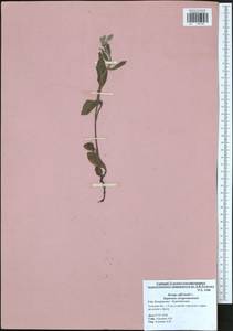 Borago officinalis L., Eastern Europe, Central region (E4) (Russia)