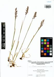 Trisetum altaicum Roshev., Siberia, Baikal & Transbaikal region (S4) (Russia)