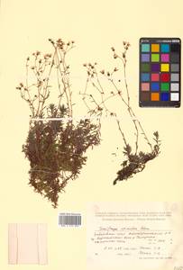 Saxifraga bronchialis subsp. bronchialis, Siberia, Russian Far East (S6) (Russia)