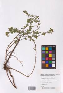 Caragana frutex (L.) K.Koch, Eastern Europe, Central forest-and-steppe region (E6) (Russia)