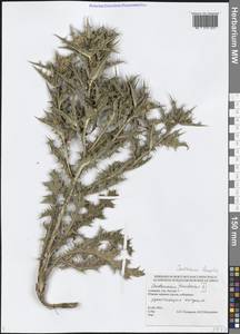 Carthamus lanatus L., Caucasus, Georgia (K4) (Georgia)