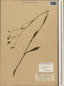 Crepis pulchra L., Crimea (KRYM) (Russia)