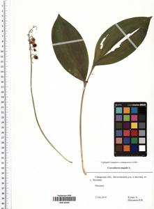 Convallaria majalis L., Eastern Europe, Middle Volga region (E8) (Russia)