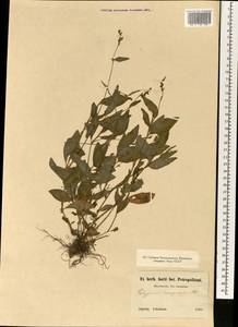 Persicaria posumbu subsp. posumbu, South Asia, South Asia (Asia outside ex-Soviet states and Mongolia) (ASIA) (Japan)
