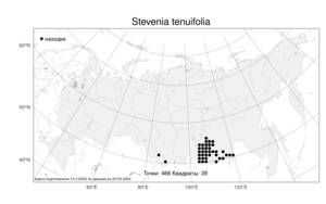 Stevenia tenuifolia (Steph. ex Willd.) D.A.German, Atlas of the Russian Flora (FLORUS) (Russia)