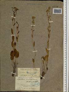 Lepidium cartilagineum (J.Mayer) Thell., Siberia, Western Siberia (S1) (Russia)