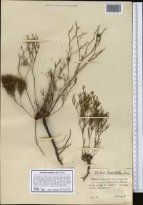 Limonium caspium (Willd.) Gams, Middle Asia, Northern & Central Kazakhstan (M10) (Kazakhstan)