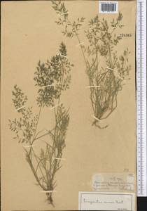 Eragrostis minor Host, Middle Asia, Dzungarian Alatau & Tarbagatai (M5) (Kazakhstan)