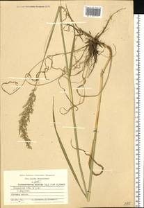 Arrhenatherum elatius (L.) P.Beauv. ex J.Presl & C.Presl., Eastern Europe, Central region (E4) (Russia)