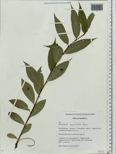 Salix pentandra L., Eastern Europe, Central forest region (E5) (Russia)