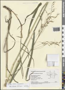 Bromus inermis Leyss., Eastern Europe, Central region (E4) (Russia)