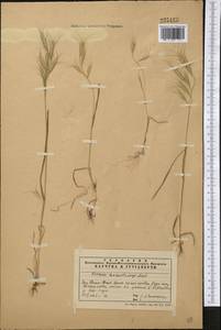 Bromus lanceolatus Roth, Middle Asia, Western Tian Shan & Karatau (M3) (Kazakhstan)