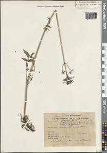 Valeriana cardamines M.Bieb., Caucasus, North Ossetia, Ingushetia & Chechnya (K1c) (Russia)