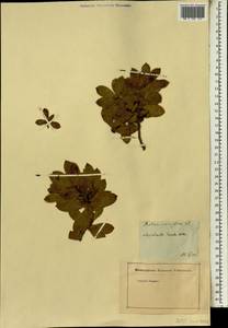 Leucadendron salignum P.J. Bergius, Africa (AFR) (Russia)