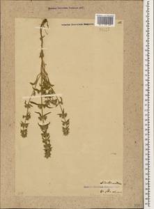 Sideritis montana L., Caucasus, Georgia (K4) (Georgia)