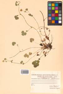 Potentilla stolonifera Lehm. ex Ledeb., Siberia, Chukotka & Kamchatka (S7) (Russia)