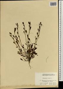 Buglossoides arvensis (L.) I. M. Johnst., South Asia, South Asia (Asia outside ex-Soviet states and Mongolia) (ASIA) (China)