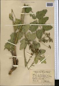 Semenovia dasycarpa (Regel & Schmalh.) Korovin ex Pimenov & V. N. Tikhom., Middle Asia, Western Tian Shan & Karatau (M3) (Uzbekistan)