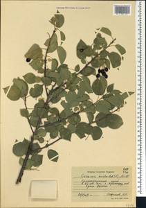 Prunus mahaleb L., Caucasus, Krasnodar Krai & Adygea (K1a) (Russia)