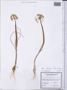 Allium sabulosum Steven ex Bunge, Middle Asia, Syr-Darian deserts & Kyzylkum (M7) (Uzbekistan)