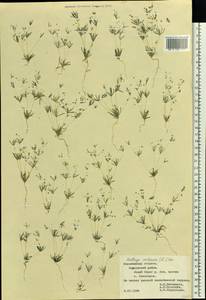 Hypertelis cerviana (L.) Thulin, Eastern Europe, Central forest-and-steppe region (E6) (Russia)