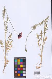 Papaver dubium subsp. stevenianum (Mikheev) Kubát & Šípošová, Eastern Europe, Lower Volga region (E9) (Russia)