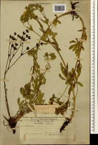 Potentilla recta L., Caucasus, Azerbaijan (K6) (Azerbaijan)