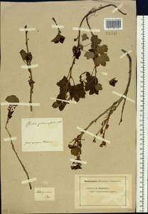 Ribes procumbens Pall., Siberia, Baikal & Transbaikal region (S4) (Russia)