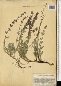 Teucrium canum Fisch. & C.A.Mey., Caucasus, Azerbaijan (K6) (Azerbaijan)