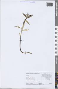 Lilium, Eastern Europe, Central region (E4) (Russia)
