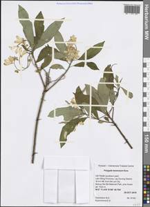 Polygala karensium Kurz, South Asia, South Asia (Asia outside ex-Soviet states and Mongolia) (ASIA) (Vietnam)