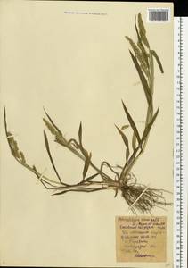 Echinochloa crus-galli (L.) P.Beauv., Eastern Europe, North-Western region (E2) (Russia)