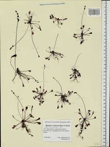 Drosera × obovata Mert. & W. D. J. Koch, Eastern Europe, Northern region (E1) (Russia)