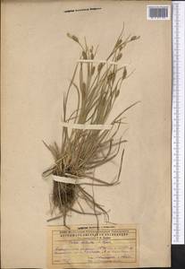 Carex diluta M.Bieb., Middle Asia, Caspian Ustyurt & Northern Aralia (M8) (Kazakhstan)