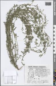 Polygonum volchovense Tzvelev, Eastern Europe, Volga-Kama region (E7) (Russia)
