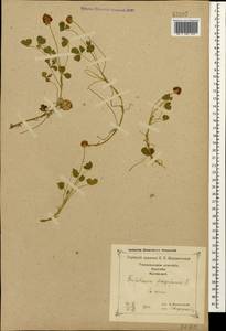 Trifolium fragiferum L., Caucasus, Georgia (K4) (Georgia)