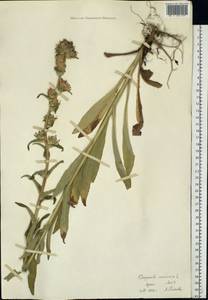 Campanula cervicaria L., Eastern Europe, Moscow region (E4a) (Russia)